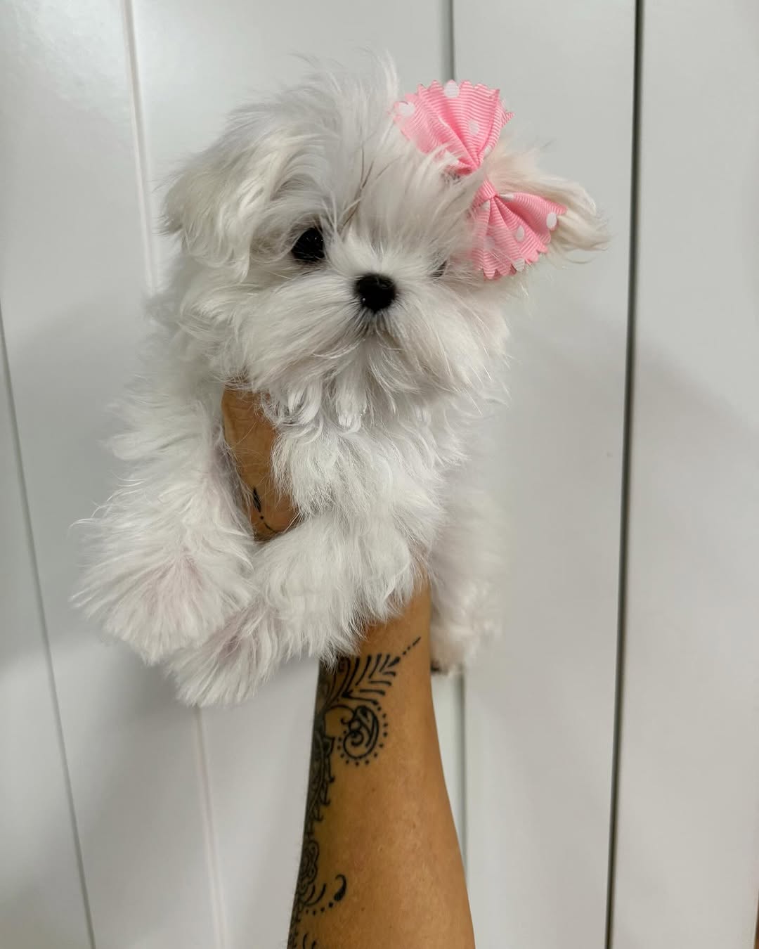 Teacup Yorkshire Terrier Puppy Pinky