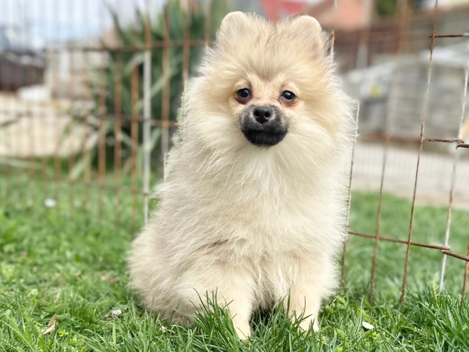 Teacup Pomeranian Puppy Chester