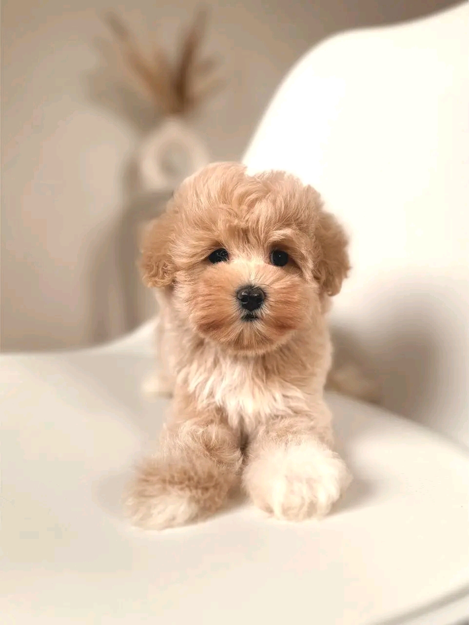Clover - Image 2