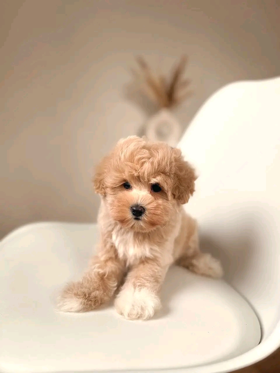 Clover - Image 3