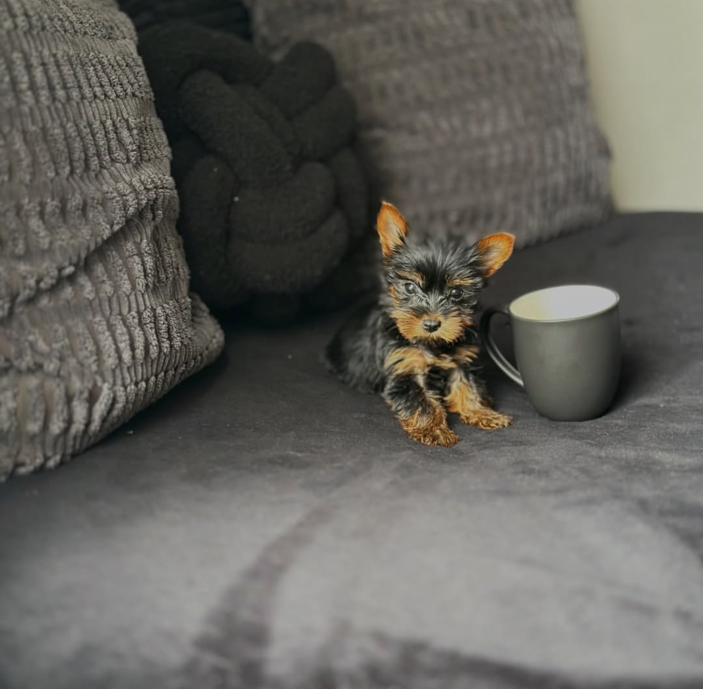 Molly - Image 3